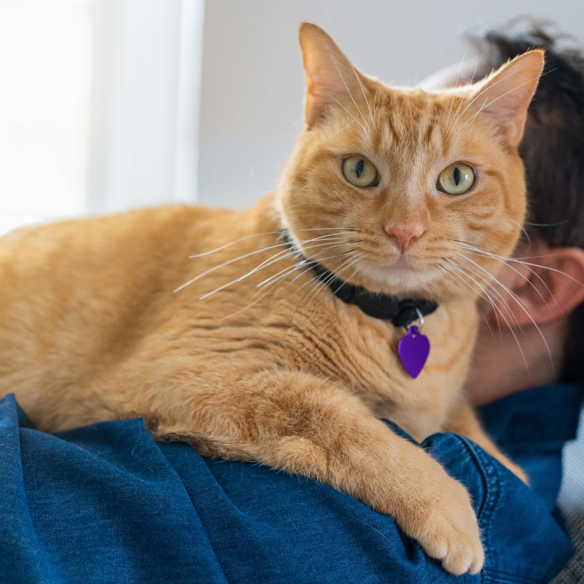 Best Veterinary Hospital In Plainville, MA | WAGS AH