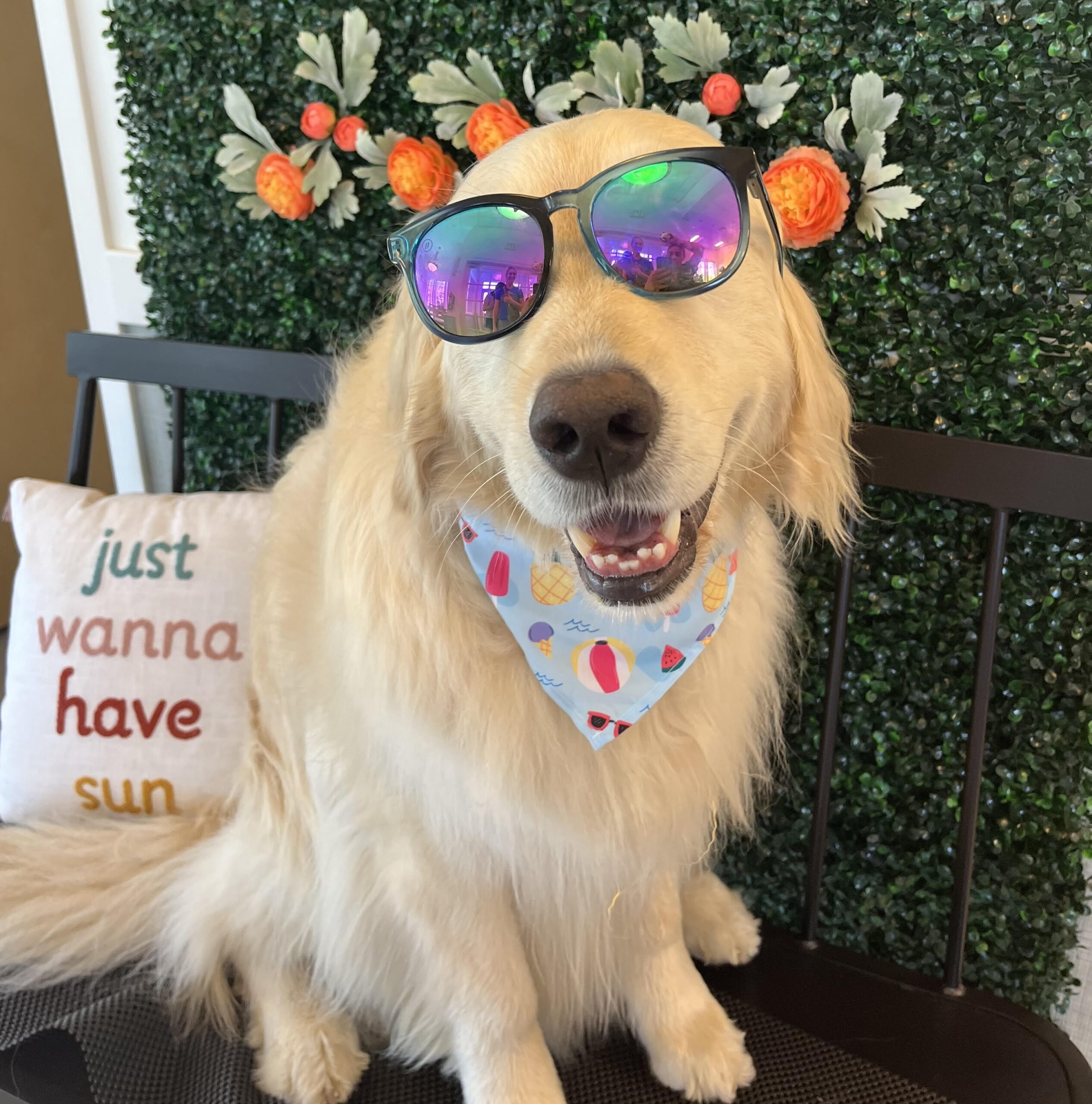 dog with sunglasses