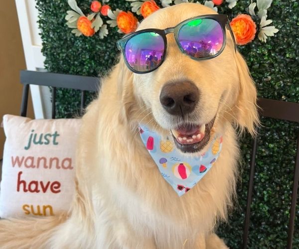 Golden Retriever wearing sunglasses