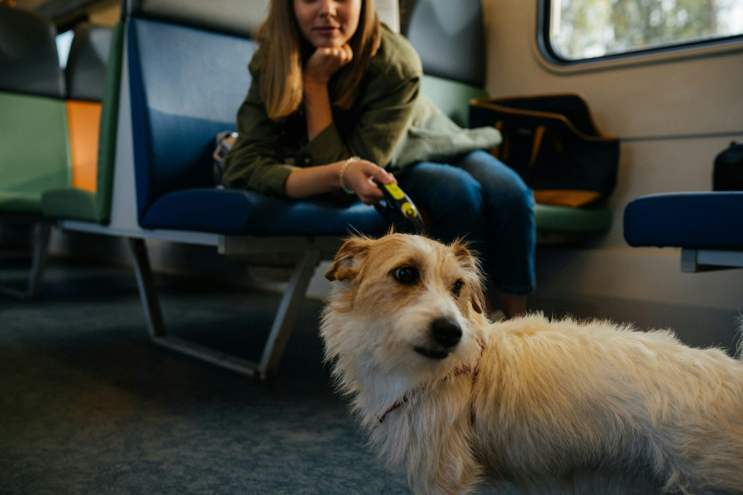 Dog on leash in airport