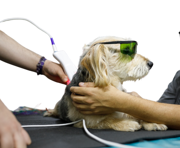 Pet Wellness service image