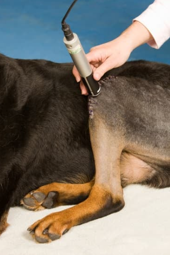 veterinarian performing ultrasound