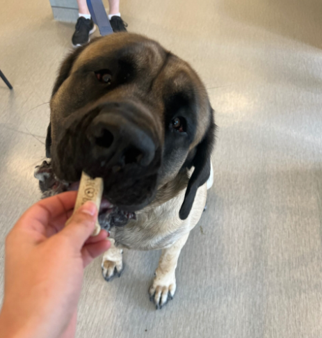A cute puppy happily eating from a food bowl