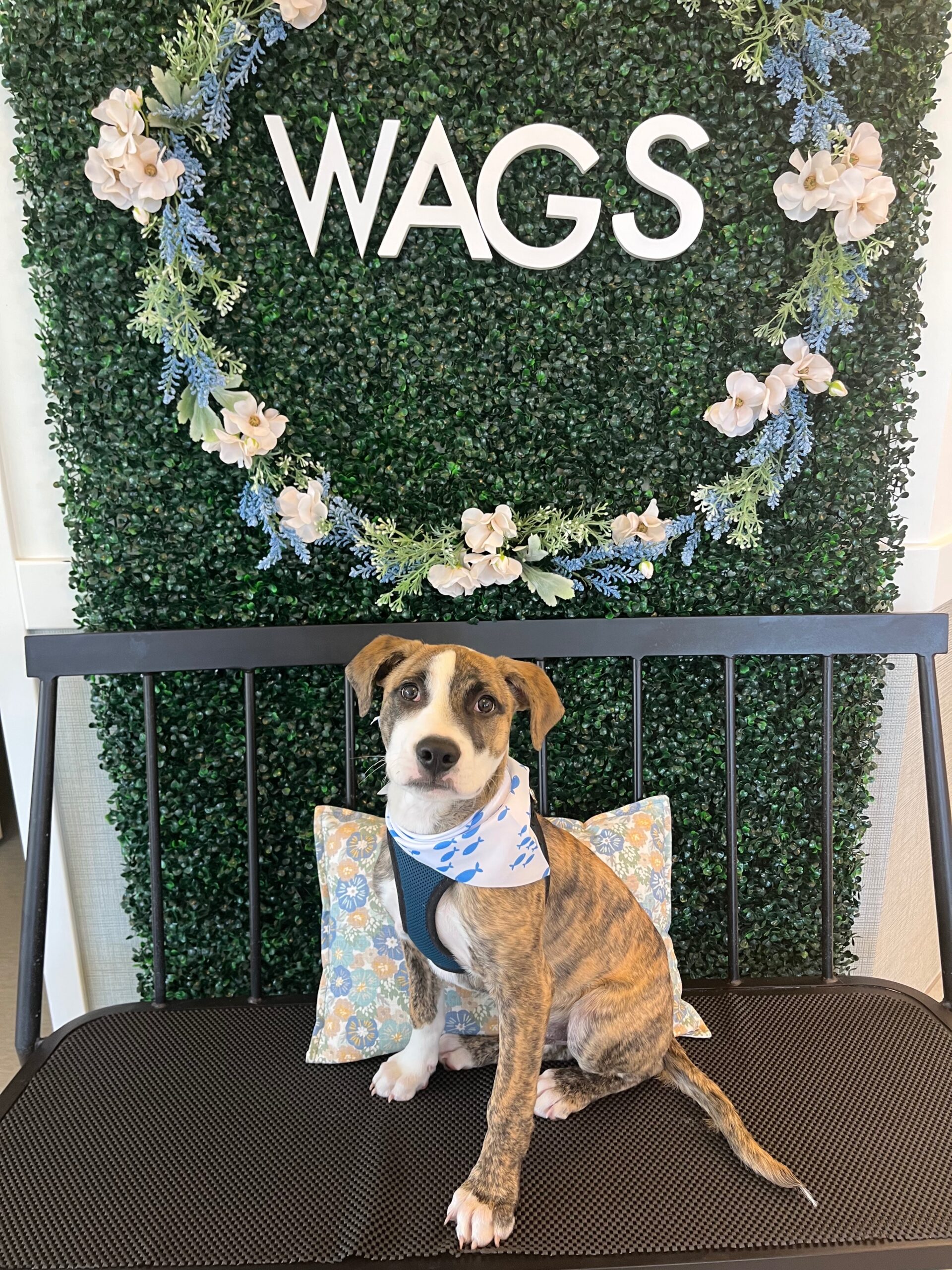 Dog on leash in airport
