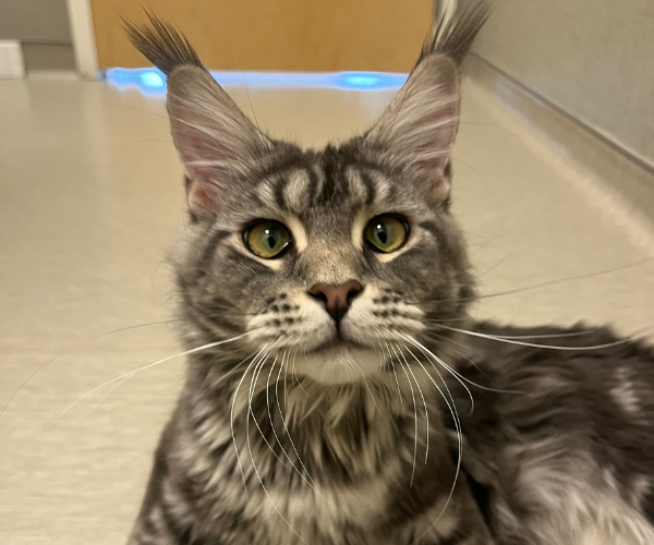 A cute puppy happily eating from a food bowl