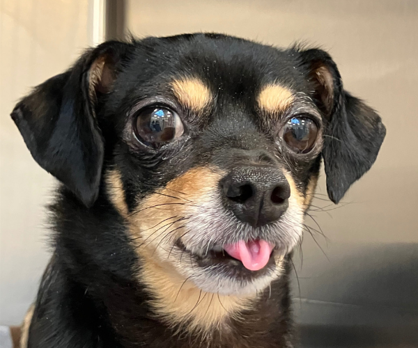 Golden Retriever wearing sunglasses