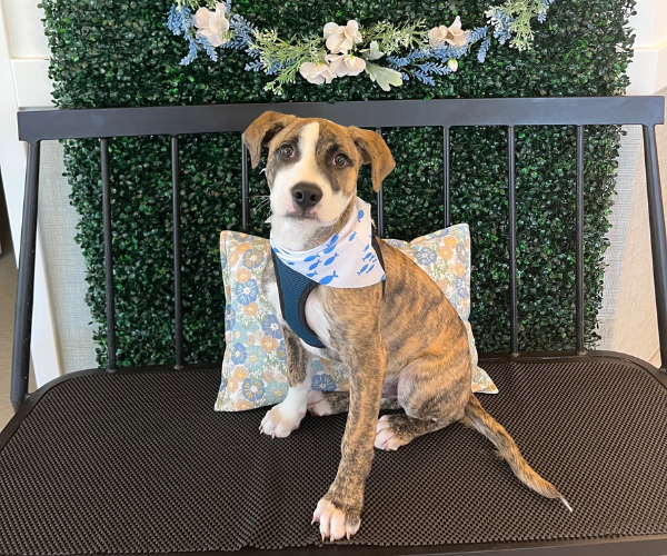 A dog and cat sitting calmly on a table with a vet