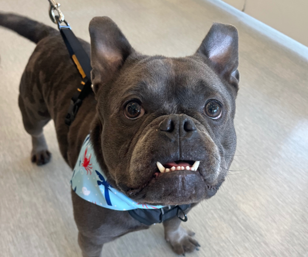 Pet Wellness service image