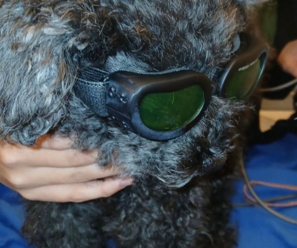 Pet Wellness service image