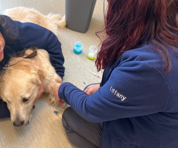 A dog and cat sitting calmly on a table with a vet