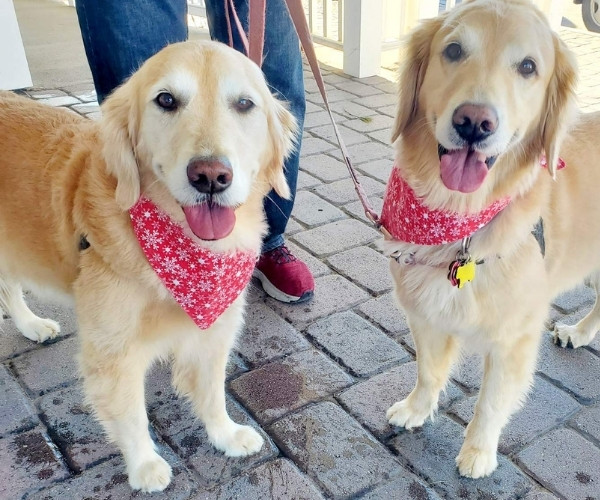 dentistry A golden retriever holding a toothbrush in its mouth
