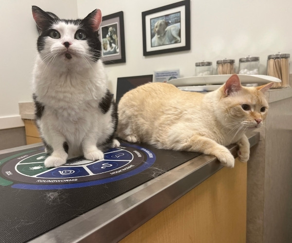 in-house pet services A dog and cat sitting calmly on a table with a vet