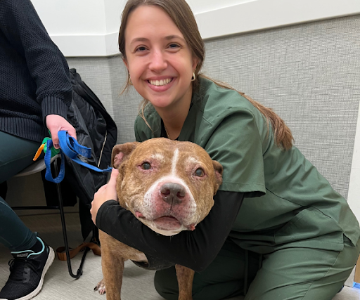 A small dog sitting on a table at a veterinary clinic