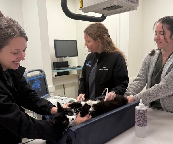 veterinarian performing ultrasound